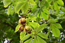 Horse Chestnut Tincture - Organic - Milagro Herbs - Handmade Organic Herbal Remedies & Medicinal Plants