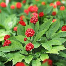Korean Ginseng Tincture - Organic - Milagro Herbs - Handmade Organic Herbal Remedies & Medicinal Plants