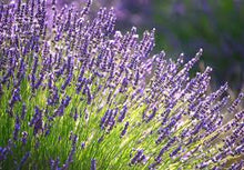 Lavender Tincture - Organic - Milagro Herbs - Handmade Organic Herbal Remedies & Medicinal Plants