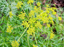 Lomatium Tincture - Organic - Milagro Herbs - Handmade Organic Herbal Remedies & Medicinal Plants