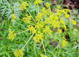 Lomatium Tincture - Organic