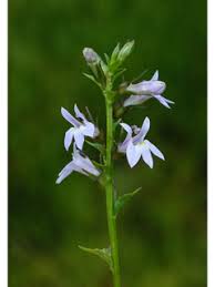 Lobelia Tincture - Organic - Milagro Herbs - Handmade Organic Herbal Remedies & Medicinal Plants