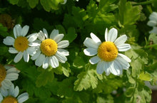 Feverfew Tincture - Organic - Milagro Herbs - Handmade Organic Herbal Remedies & Medicinal Plants