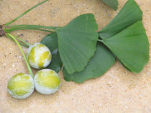 Ginkgo Tincture - Organic - Milagro Herbs - Handmade Organic Herbal Remedies & Medicinal Plants
