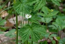 Goldenseal Tincture - Organic - Milagro Herbs - Handmade Organic Herbal Remedies & Medicinal Plants