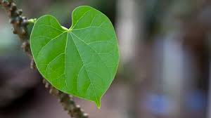 Herbs for a Wounded Heart with Judy Lieblein 2/22/25