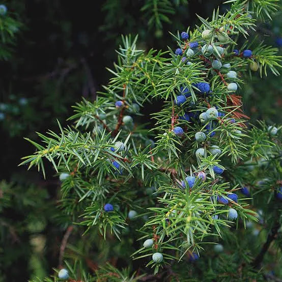 Juniper Berry Tincture - Organic
