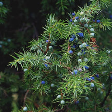 Juniper Berry Tincture - Organic - Milagro Herbs - Handmade Organic Herbal Remedies & Medicinal Plants