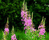 Fireweed Tincture - Wildcrafted - Milagro Herbs - Handmade Organic Herbal Remedies & Medicinal Plants