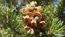 Pinyon Plant Spirit Communication Class 11/1 with Judy Lieblein