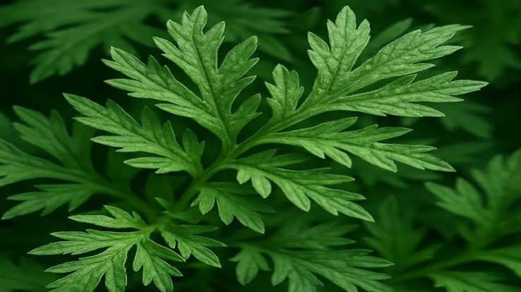 Mugwort Plant Spirit Communication Class 12/6 with Judy Lieblein