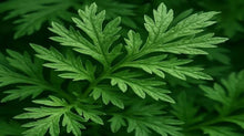 Mugwort Plant Spirit Communication Class 12/6 with Judy Lieblein