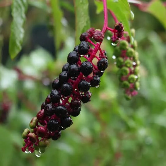 Poke Root Tincture - Organic