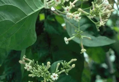 Quinine (Peruvian Bark) Tincture - Organic