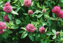 Red Clover Tincture - Organic - Milagro Herbs - Handmade Organic Herbal Remedies & Medicinal Plants