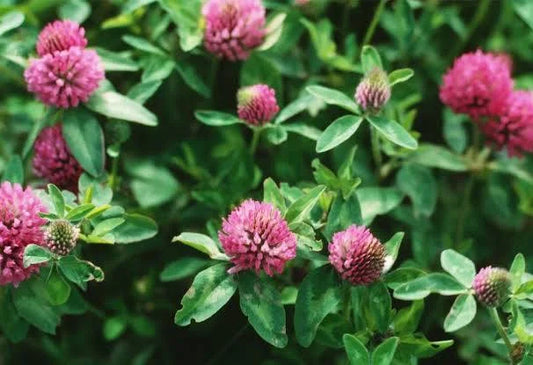 Red Clover Tincture - Organic