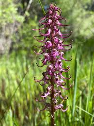 Betony (Elephant's Head) Tincture  - Wildcrafted - Milagro Herbs - Handmade Organic Herbal Remedies & Medicinal Plants