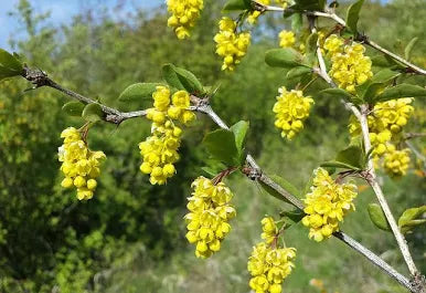 Barberry Tincture - Organic