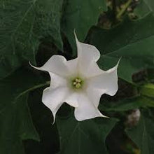 Sacred Datura Flower Essence .5oz - Milagro Herbs - Handmade Organic Herbal Remedies & Medicinal Plants