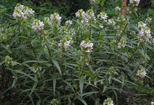 Betony Tincture - Wildcrafted - Milagro Herbs - Handmade Organic Herbal Remedies & Medicinal Plants