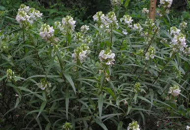 Betony Tincture - Wildcrafted