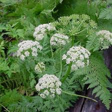 Osha Plant Spirit Communication Class 11/9 with Judy Lieblein - SOLD OUT - Milagro Herbs - Handmade Organic Herbal Remedies & Medicinal Plants