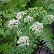 Osha Plant spirit Communication Class 11/9 with Judy Lieblein