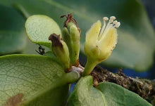 Catuabe Tincture - Organic - Milagro Herbs - Handmade Organic Herbal Remedies & Medicinal Plants