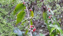 Chuchuhuasi Tincture - Organic - Milagro Herbs - Handmade Organic Herbal Remedies & Medicinal Plants