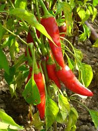 Cayenne Tincture