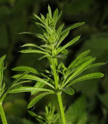 Cleavers Tincture - Wildcrafted - Milagro Herbs - Handmade Organic Herbal Remedies & Medicinal Plants