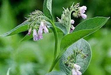Comfrey Root Tincture - Organic