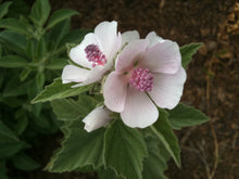Marshmallow root (Dried) - Organic - Milagro Herbs - Handmade Organic Herbal Remedies & Medicinal Plants