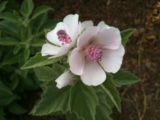 Marshmallow root (Dried)