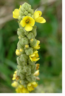 Mullein Tincture - Organic - Milagro Herbs - Handmade Organic Herbal Remedies & Medicinal Plants