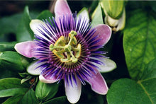 Passionflower Tincture - Milagro Herbs - Handmade Organic Herbal Remedies & Medicinal Plants