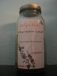 Plantain leaf (Dried) - Organic - Milagro Herbs - Handmade Organic Herbal Remedies & Medicinal Plants