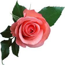 Rose (buds and petals) (Dried)