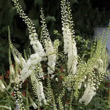Black Cohosh Tincture - Organic - Milagro Herbs - Handmade Organic Herbal Remedies & Medicinal Plants