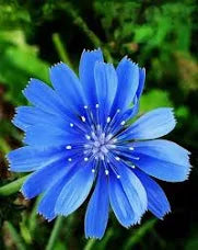 Chicory Flower Essence .5oz - Milagro Herbs - Handmade Organic Herbal Remedies & Medicinal Plants