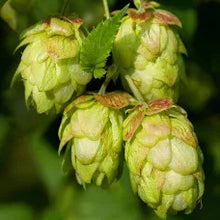 Hops Flower Essence .5 oz - Milagro Herbs - Handmade Organic Herbal Remedies & Medicinal Plants