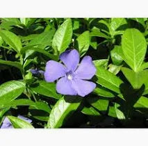 Periwinkle Flower Essence .5oz - Milagro Herbs - Handmade Organic Herbal Remedies & Medicinal Plants