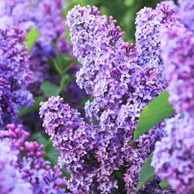 Purple Lilac Flower Essence .5oz - Milagro Herbs - Handmade Organic Herbal Remedies & Medicinal Plants