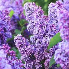 Purple Lilac Flower Essence .5oz