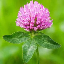 Red Clover Flower Essence .5oz - Milagro Herbs - Handmade Organic Herbal Remedies & Medicinal Plants