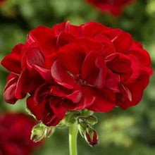 Red Geranium Flower Essence .5oz - Milagro Herbs - Handmade Organic Herbal Remedies & Medicinal Plants
