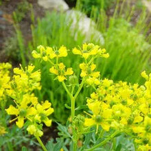 Rue Flower Essence .5oz - Milagro Herbs - Handmade Organic Herbal Remedies & Medicinal Plants