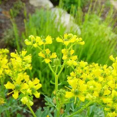 Rue Flower Essence .5oz