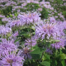 Bee Balm (Wild Oregano) Tincture - Milagro Herbs - Handmade Organic Herbal Remedies & Medicinal Plants