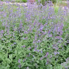 Catnip Tincture
